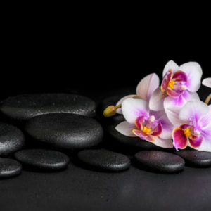 orchids on stones