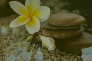 plumeria blossom on a rock